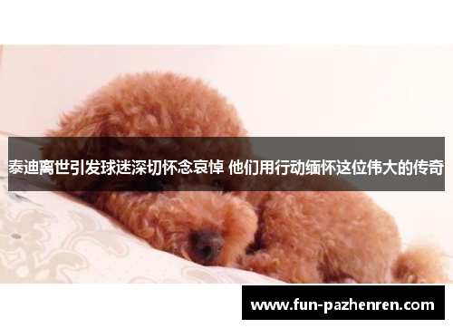 泰迪离世引发球迷深切怀念哀悼 他们用行动缅怀这位伟大的传奇